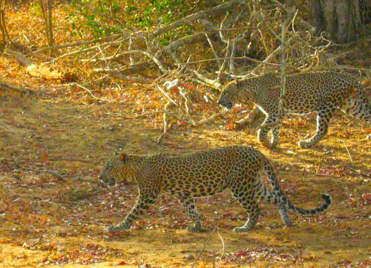 Atha Safari Resort & Riverside Camping Удавалаве Екстер'єр фото